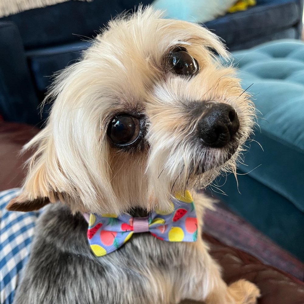 Meet your Posher, Alisa